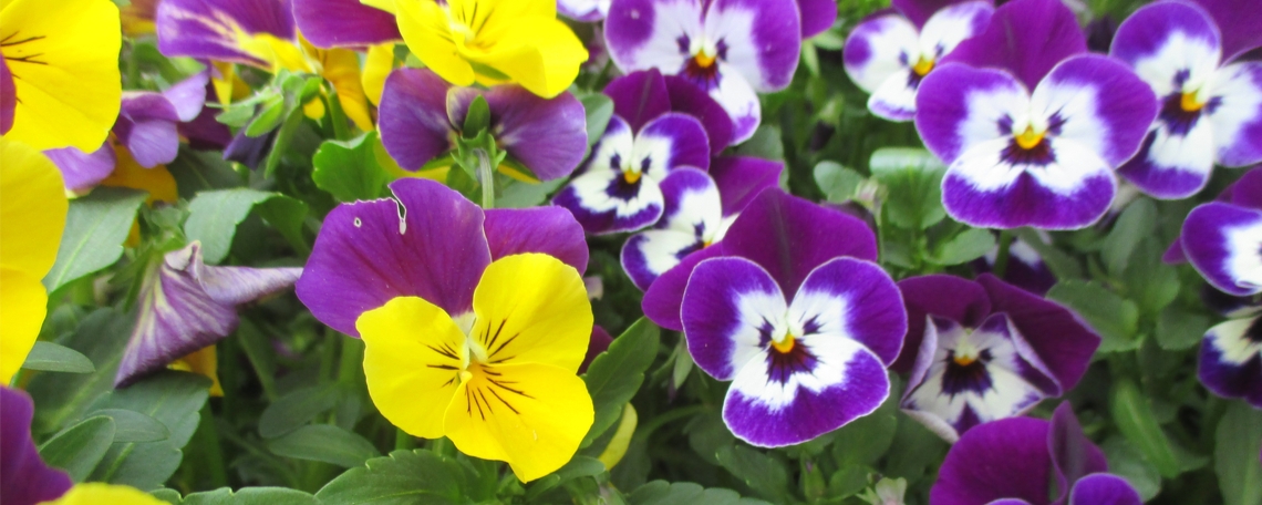 Ausbildung als Gärtner*in Fachrichtung Garten- und Landschaftsbau (w/m/d), 1. Bild